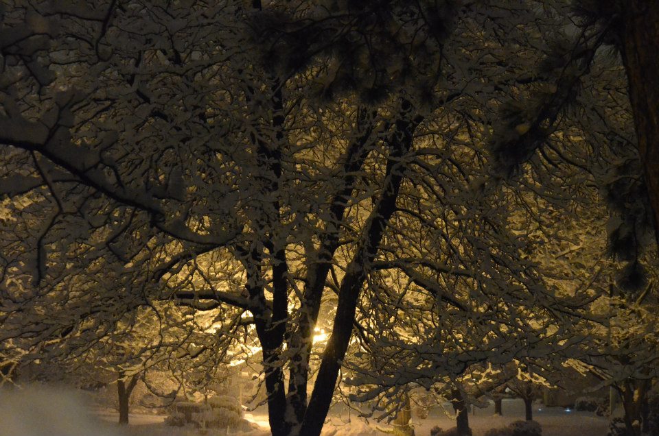 sunset behind a snow covered tree